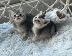 Britse korthaar kittens, Dieren en Toebehoren, Katten en Kittens | Raskatten | Korthaar, Kater, Ontwormd