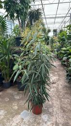 Ficus bin alii 170/180cm pot 27cm, Ophalen, Ficus, 150 tot 200 cm