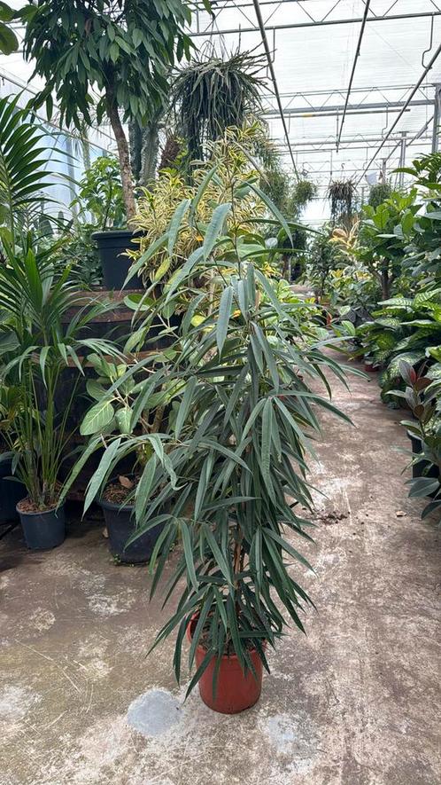 Ficus bin alii 170/180cm pot 27cm, Huis en Inrichting, Kamerplanten, Ficus, 150 tot 200 cm, Ophalen