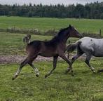 Toekomstige sportpony/fokhengst, Dieren en Toebehoren, Pony's, Hengst, 0 tot 2 jaar