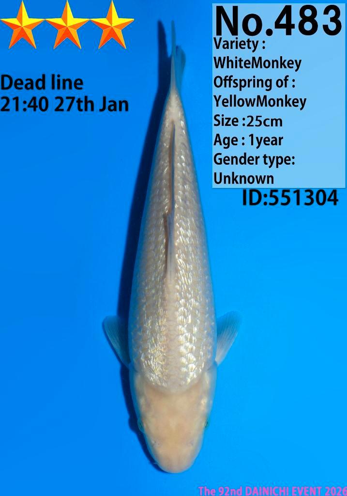 White Monkey – Dainichi Koifarm, Tosai – 25 cm (met certi!), Dieren en Toebehoren, Vissen | Vijvervissen, Karper of Koi