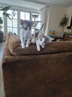 Oosterse korthaar kittens 2 katertjes en 3 poesjes, Meerdere dieren, Kortharig, 0 tot 2 jaar