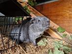 2 leuke en gezellige cavia beren te koop, Mannelijk, Cavia