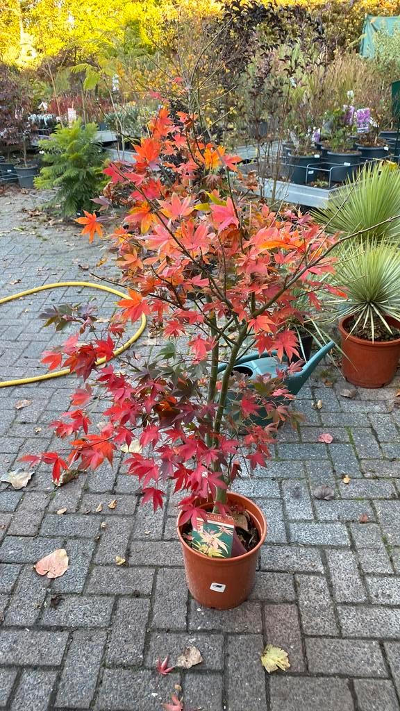 Japanse esdoorn ‘ozakazuki’ nu voor €45, Tuin en Terras, Planten | Tuinplanten, Overige soorten, Halfschaduw, Bloeit niet, Ophalen