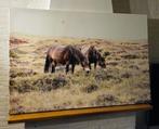 Canvas - Pony's, Ophalen, Gebruikt, 125 cm of meer, Schilderij
