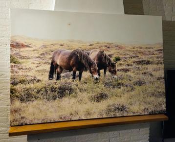 Canvas - Pony's  beschikbaar voor biedingen