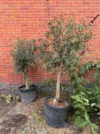 Olea olijfboom, Ophalen of Verzenden, Volle zon, Olijfboom, 100 tot 250 cm