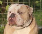 Old English Bulldog/ New English Bulldog dekreu getest !, Dieren en Toebehoren, Honden | Bulldogs, Pinschers en Molossers, Rabiës (hondsdolheid)