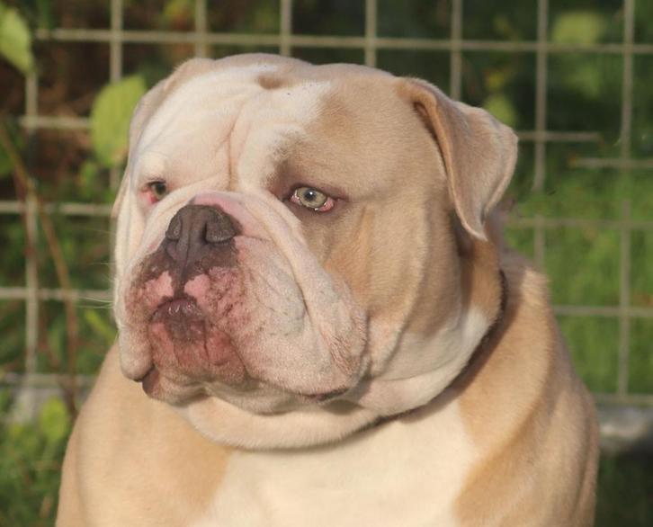 Old English Bulldog/ New English Bulldog dekreu getest !, Dieren en Toebehoren, Honden | Bulldogs, Pinschers en Molossers, Reu