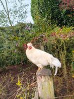 Haan schijndelaar, Dieren en Toebehoren, Pluimvee, Mannelijk, Kip