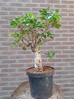 Ficus bonsai, Huis en Inrichting, Kamerplanten, Ophalen, Ficus