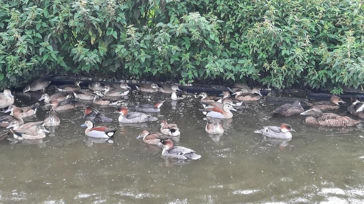 Siereenden, Dieren en Toebehoren, Pluimvee, Eend, Meerdere dieren