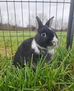 Roquefort zoekt een huisje! (gecastreerd en gevaccineerd), Mannelijk, Klein, 3 tot 5 jaar