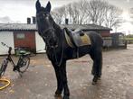 Fries met gouden karakter, Dieren en Toebehoren, Paarden, B, Gechipt, Ruin, 11 jaar of ouder