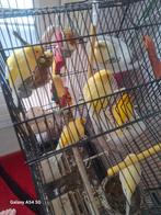 7 kanaries te koop, Dieren en Toebehoren, Vogels | Kanaries, Meerdere dieren, Kleurkanarie