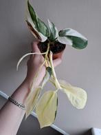 Scindapsus Treubii Moonlight Variegata, Ophalen of Verzenden, Overige soorten, Minder dan 100 cm