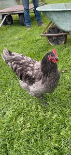 Barnevelder Haan, Dieren en Toebehoren, Pluimvee, Mannelijk, Kip