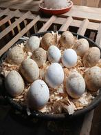 Ganzen eieren, Geslacht onbekend, Gans of Zwaan