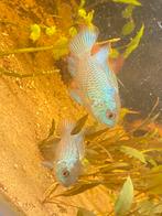 Twee mooie electric blue acaras, Vis