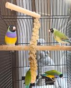 2 zwartkop / paarsborst gouldamadines mannetjes, Dieren en Toebehoren, Vogels | Overige Vogels, Mannelijk, Tropenvogel