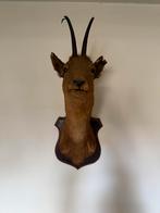 Gems opgezet taxidermist Willem Engels Zwolle, Ophalen, Zo goed als nieuw, Wild dier, Opgezet dier
