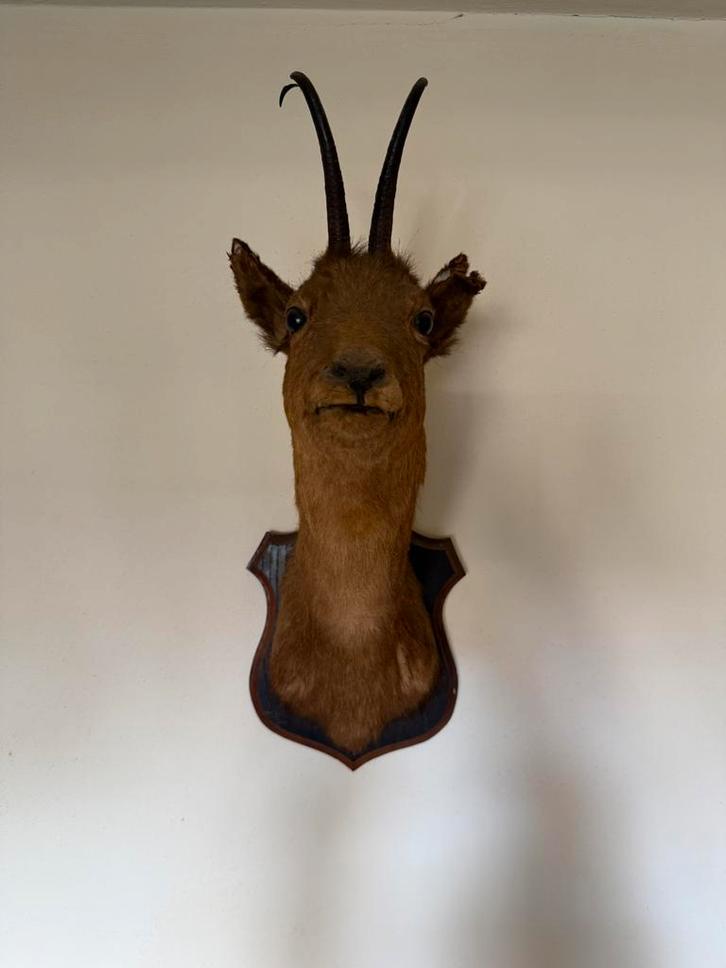 Gems opgezet taxidermist Willem Engels Zwolle, Verzamelen, Dierenverzamelingen, Zo goed als nieuw, Opgezet dier, Wild dier, Ophalen