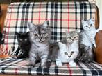 Prachtige Brits Korthaar kittens, Meerdere dieren, Ontwormd