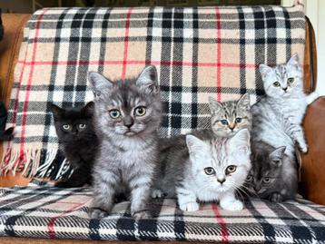 Prachtige Brits Korthaar kittens beschikbaar voor biedingen