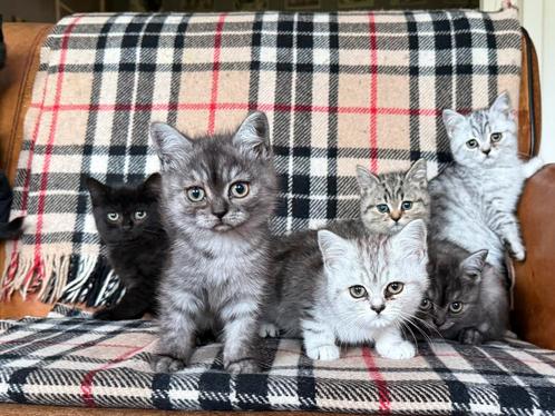 Prachtige Brits Korthaar kittens, Dieren en Toebehoren, Katten en Kittens | Raskatten | Korthaar, Meerdere dieren, Ontwormd