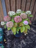 Hortensia's, Ophalen, Overige soorten, Halfschaduw