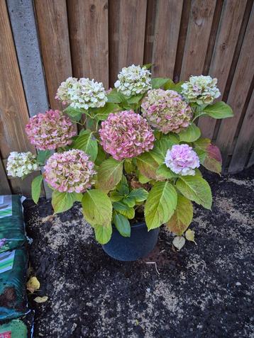 Hortensia's  beschikbaar voor biedingen