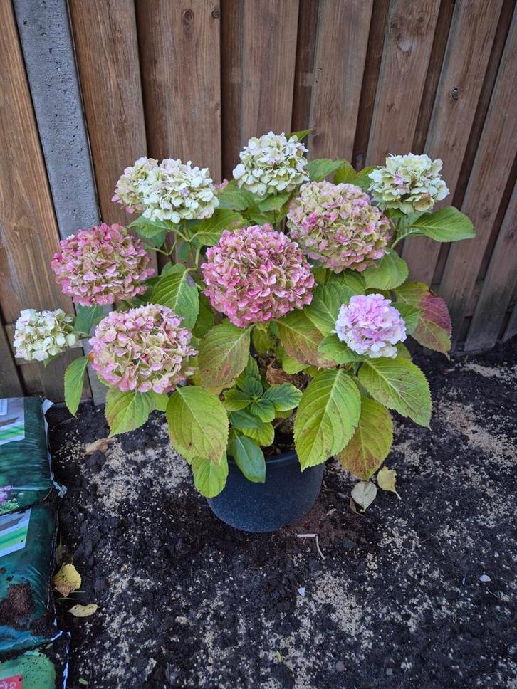 Hortensia's, Tuin en Terras, Planten | Tuinplanten, Overige soorten, Halfschaduw, Ophalen