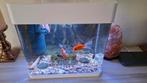 Aquarium van 20 liter met vissen., Dieren en Toebehoren, Vissen | Aquaria en Toebehoren, Ophalen of Verzenden, Nieuw