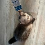 8 maandeb oud vrouwtjes fretje te koop, Dieren en Toebehoren, Overige Dieren, Maart, Vrouwelijk