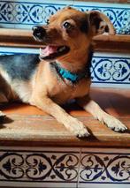 ACE: Gitanito is een heerlijke beste vriend!, Particulier, Reu, Buitenland, Parvo