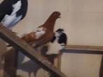 Portugese tuimelaar, Meerdere dieren
