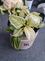 Mooie Philodendron Birkin kamerplant, Ophalen of Verzenden, In pot, Halfschaduw, Minder dan 100 cm