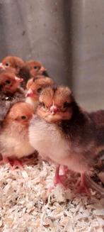 Leghorn kuikens in de kleur porselein!, Dieren en Toebehoren, Pluimvee, Geslacht onbekend, Kip