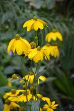 tuinplanten in 9x9 pot, Tuin en Terras, Planten | Tuinplanten, Ophalen of Verzenden, Vaste plant, Overige soorten, Halfschaduw