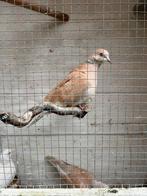 Jonge lachduif, Dieren en Toebehoren, Mannelijk, Overige soorten