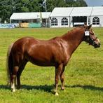 Mooie A pony te koop, Dieren en Toebehoren, Pony's, Ruin, Niet van toepassing, A pony (tot 1.17m), Ontwormd