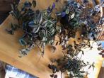 Te koop Vaderplanten, Ophalen, Overige soorten, Minder dan 100 cm