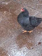 2 kriel hennen 29 wkn, Dieren en Toebehoren, Pluimvee, Vrouwelijk, Kip