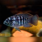 Jonge Acara pulchers, Vis