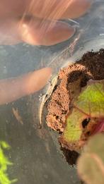 Rouwgekko jong, Hagedis, 0 tot 2 jaar