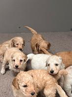 Goldendoodle pups F3 ( medium) beschikbaar, Dieren en Toebehoren, Meerdere, 8 tot 15 weken, Reu, Nederland