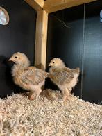 2 brahma buff zwart hennen ruilen, Dieren en Toebehoren, Vrouwelijk