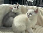 Britse Korthaar Kittens, Dieren en Toebehoren, Katten en Kittens | Raskatten | Korthaar, Kater, Ontwormd, 0 tot 2 jaar