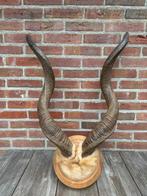 Echte hoorns van een kudu antilope. Landelijk gewei, Ophalen, Gebruikt