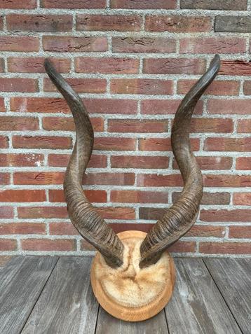 Echte hoorns van een kudu antilope. Landelijk gewei beschikbaar voor biedingen